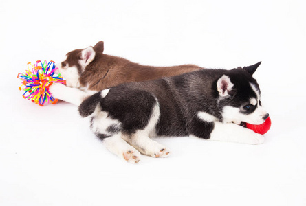两个西伯利亚爱斯基摩小狗玩玩具, 在工作室的白色背景