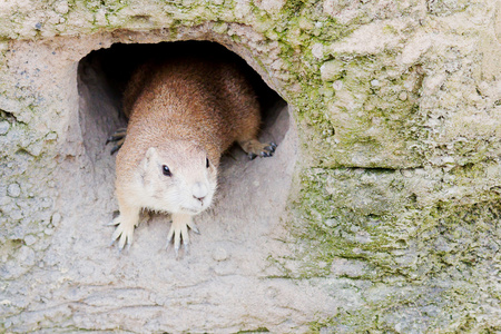 霍克霍尔德的殖民地在山上的山坡上. 野生动物的殖民地.