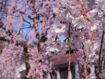 日本樱花花 kakunodate