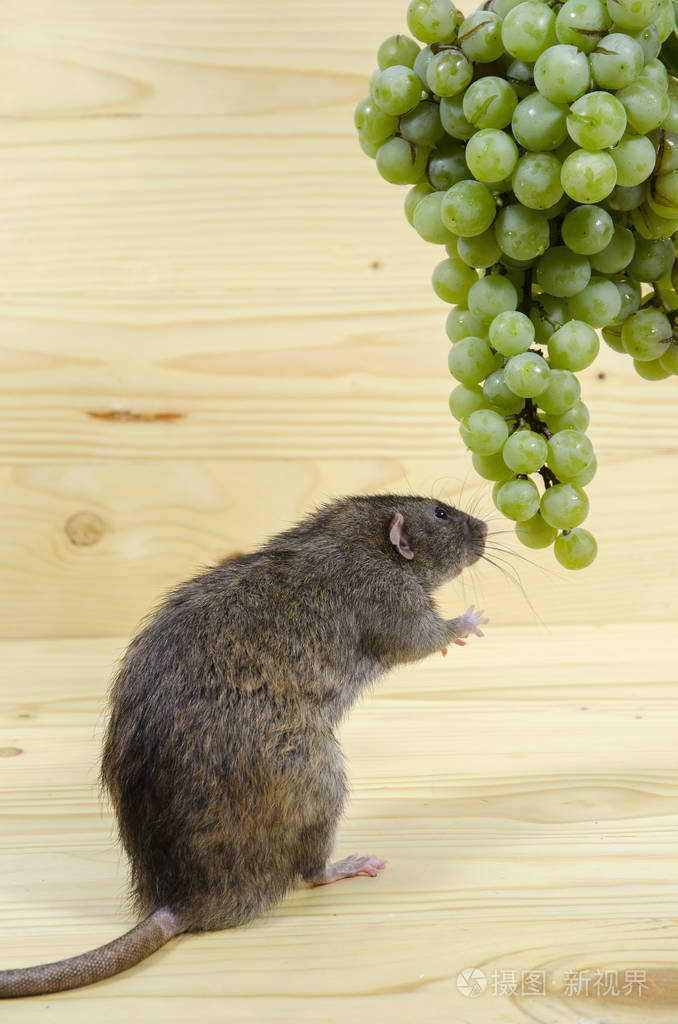 木桌上的老鼠和葡萄