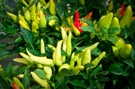 红色和黄色的辣椒生长在植物上图片