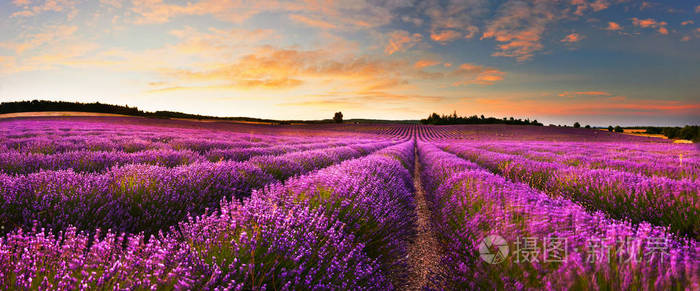 日出时薰衣草场的景色普罗旺斯法国