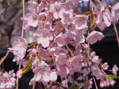 日本樱花花 kakunodate
