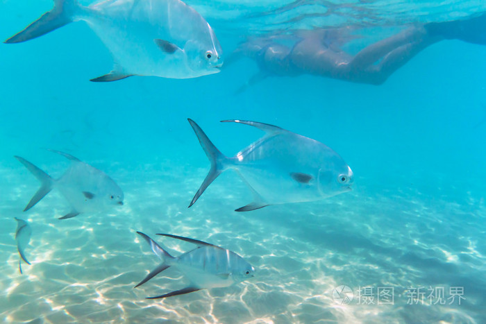 鱼类在加勒比海中的暗沙