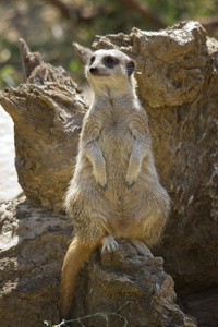 suricate 或猫鼬