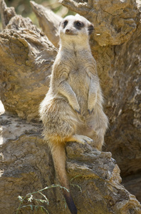 suricate 或猫鼬