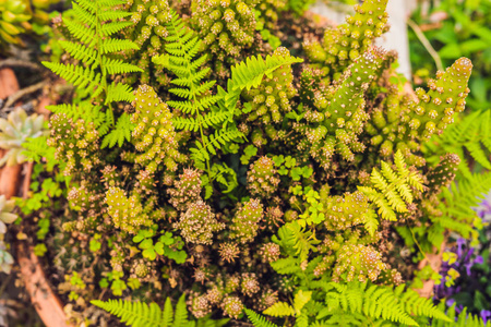 肉质植物仙人掌在公园的地面, 特写视图