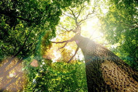 圣地亚哥天空阳光树图片