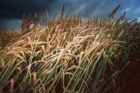 收获的面包, 成熟的小麦领域, 对黑暗的天空。色调的照片, 选择性的焦点