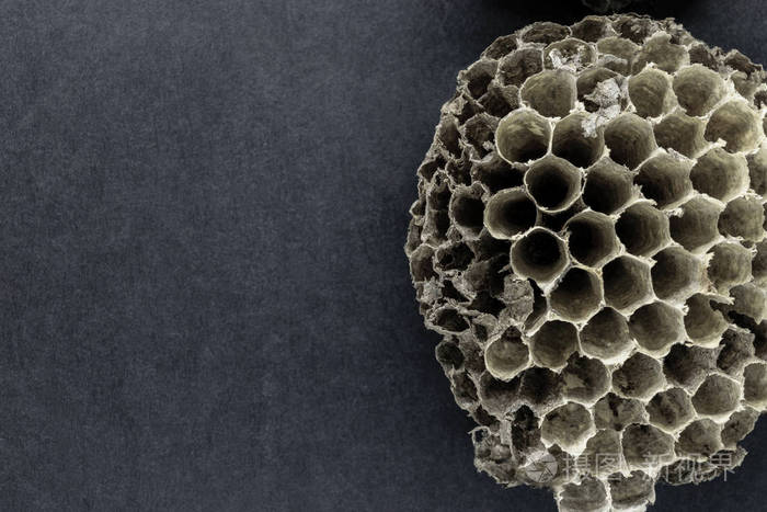 圆非常老灰色和被摒弃的黄蜂巢在黑背景表面与自由空间
