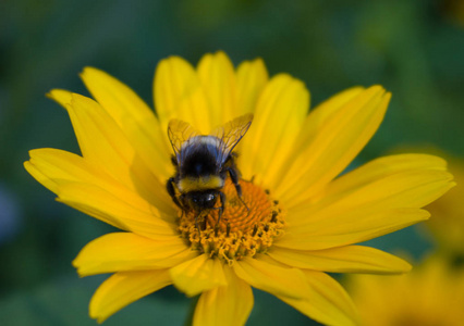 大黄蜂在花园的黄色花朵特写