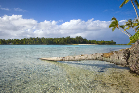 裸树干在海洋, 法属波利尼西亚假日目的地