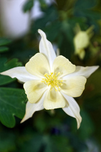 在鸽子湖省级公园,艾伯塔,加拿大杜兰塔直立是马鞭草科开花灌木的一种