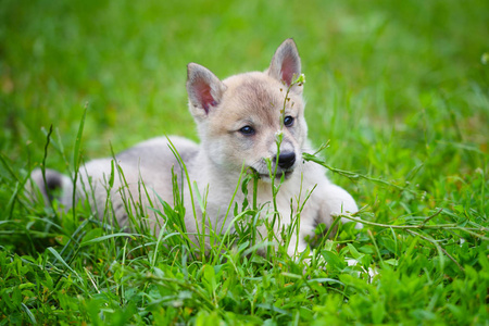 可爱的西伯利亚莱卡躺在草地上的肖像