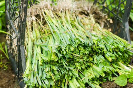 韭菜的幼苗可以在田间种植.农业,蔬菜,有机农产品,农产工业照片