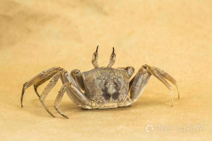 幽灵蟹棕色背景ocypodeceratophthalmus从普吉岛泰国