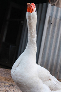 女学生伸脖子图片-女学生伸脖子素材-女学生伸脖子插画-摄图新视界