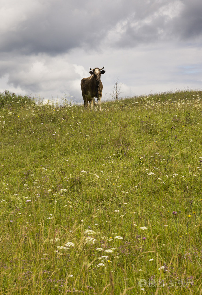 在一片草地上牛
