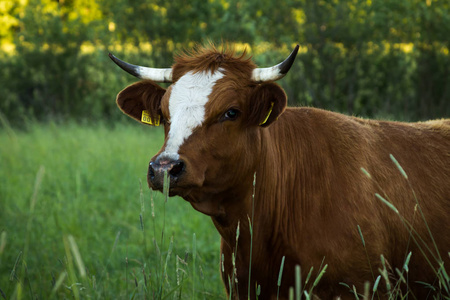夏天晚上, 奶牛在田野上吃草, 自然背景