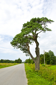 沥青道路的角度和松树树