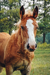 波兰 Masovian 省草地上的马驹