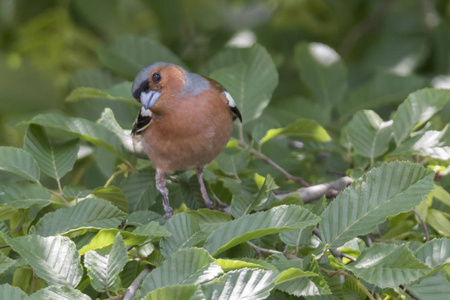 雀 fringilla coelebs 鸟在树上