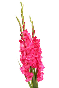 束美丽的粉红色 gladioluses，白色上孤立