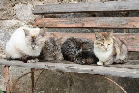 四只猫