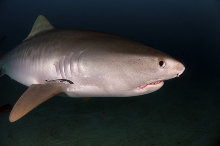 虎鲨沙虎鲨(金龙)图片显示在巴哈马 tigerbeach 的一只虎鲨大白鲨图片