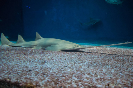 sawfish 在我的水族馆里照片