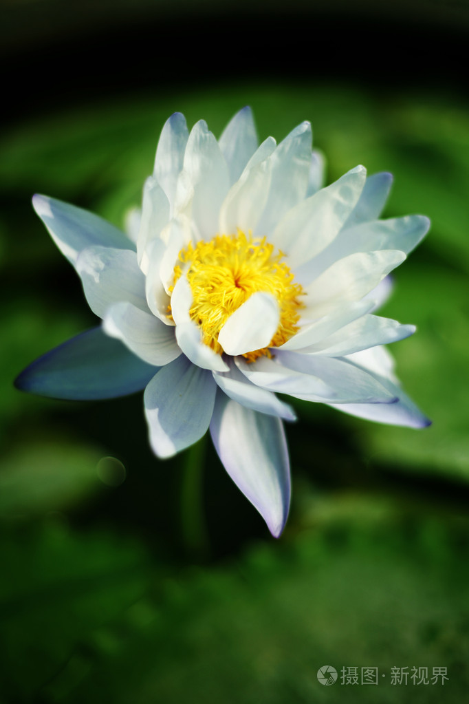 水中百合