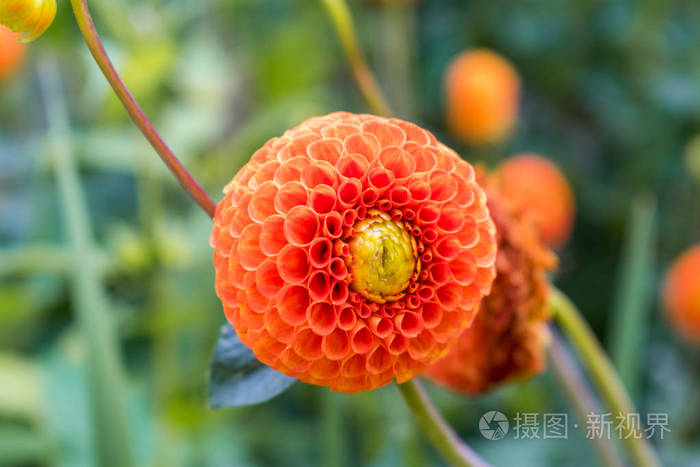 不同的橙花球状花瓣孤立