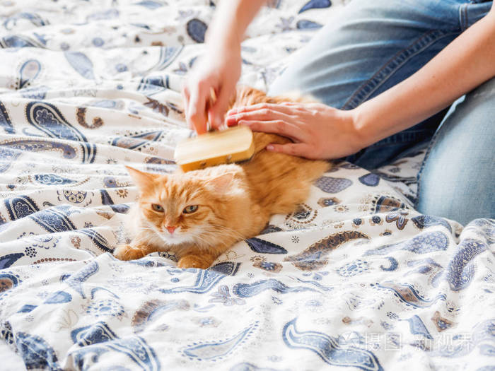 蓬松的宠物舒适地安顿下来睡觉.可爱的舒适背景, 早睡在家里