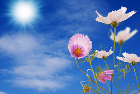 蓝蓝的天空太阳能背景后美丽的粉红色花朵