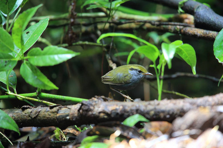 在越南大叻发现 forktail Enicurus 蠹