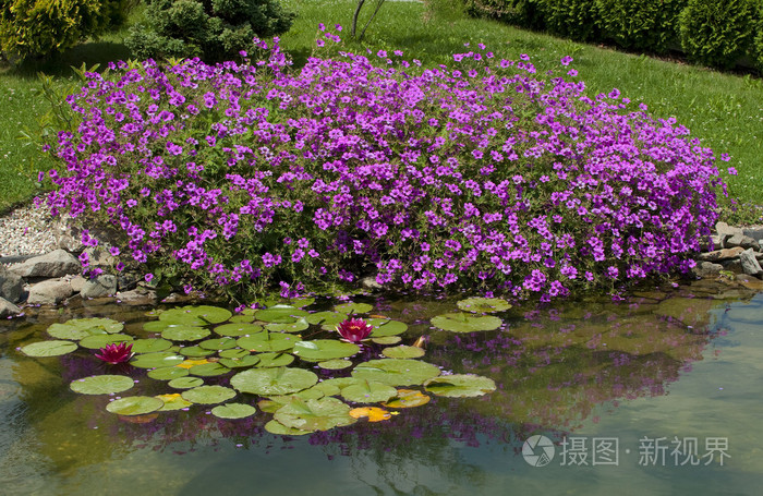 在花园里的小池塘