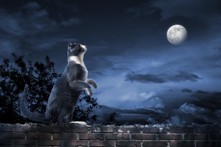 巷子里的猫站在月光下照片