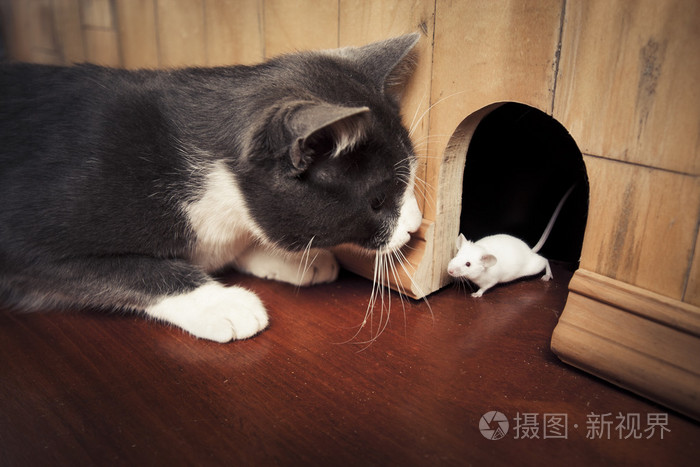 盯着它的洞里出来一只老鼠的猫