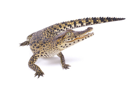 鳄类动物鳄鱼鳄或鳄鱼-水生爬行动物, 生活在热带宏大的鳄鱼蓝色鬣鳞