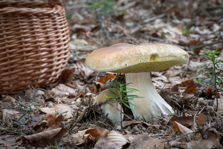 令人惊叹的食用菌单面在森林和鱼篮中被称为便士面包捷克共和国, 欧洲