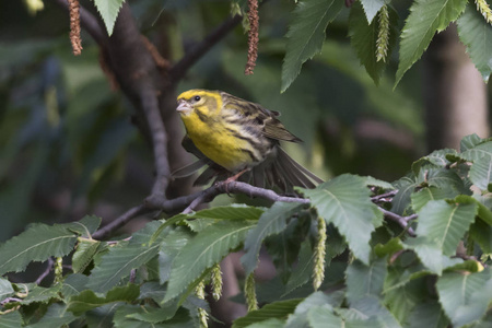 greenfinch 虎尾鸟在树上