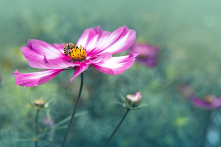 粉红色的波斯菊花海和蜜蜂