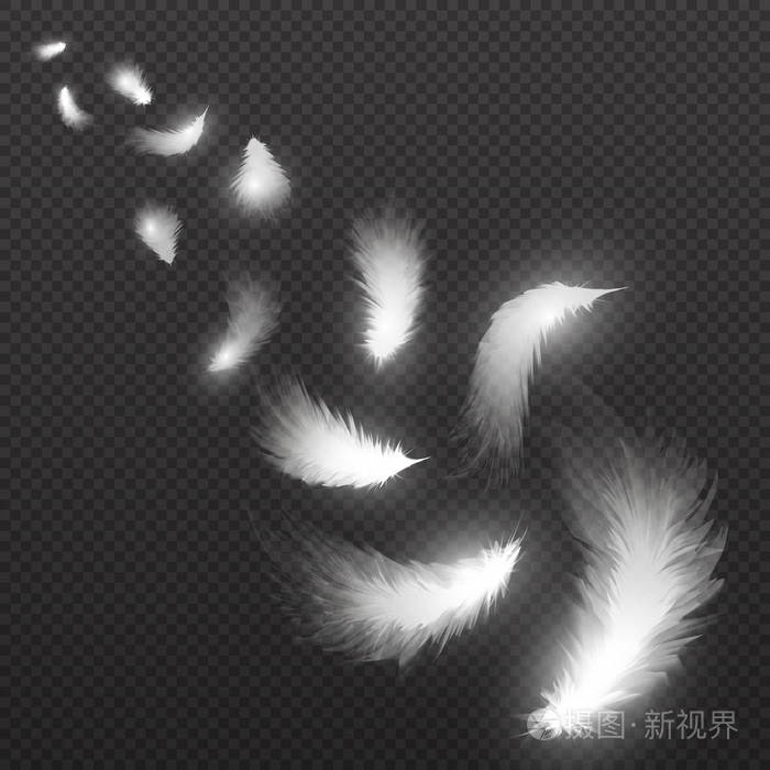 飞光天鹅羽毛羽状黑色背景矢量插图插画 正版商用图片0519h5 摄图新视界 飞光天鹅羽毛羽状黑色背景矢量插图插画 正版商用图片0519h5 摄图新视界