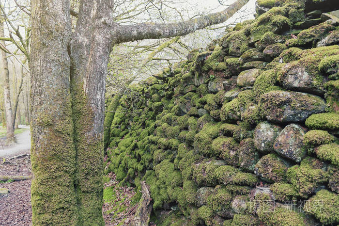 在白色苔藓漫步安布尔赛德湖区国家公园英国英国在白青苔散步景观森林
