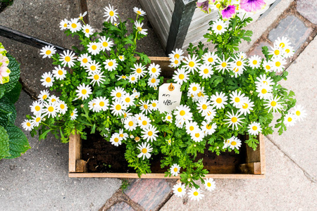 一个充满雏菊出售的花盆盒, 在晴朗的日子里