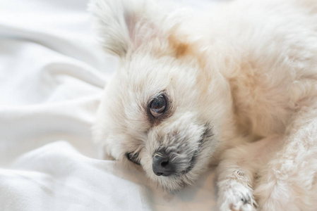 狗如此可爱混合品种与石慈, 波美拉尼亚和贵宾犬坐或睡躺在床上, 白色的面纱, 并期待在床上的东西在卧室的家庭或酒店