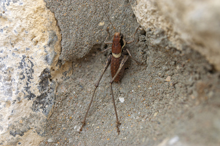 在草地上蚊子长角亚目图片