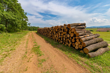 森林里的一大堆橡木照片