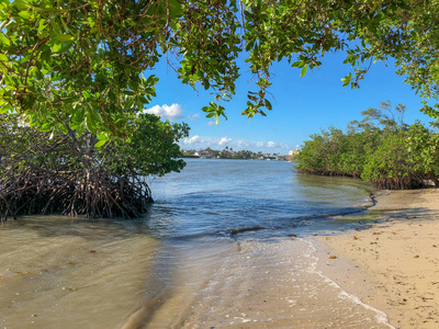 热带树下沙滩巾图片