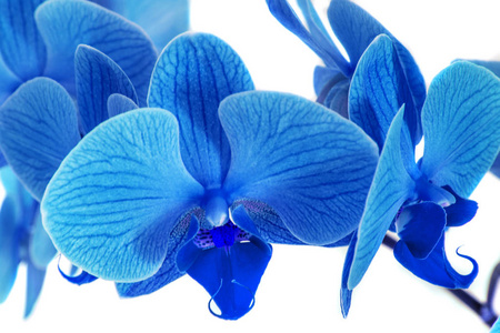 美丽的蓝色兰花没有背景, 明亮的蓝色兰花在白色背景上的花朵照片